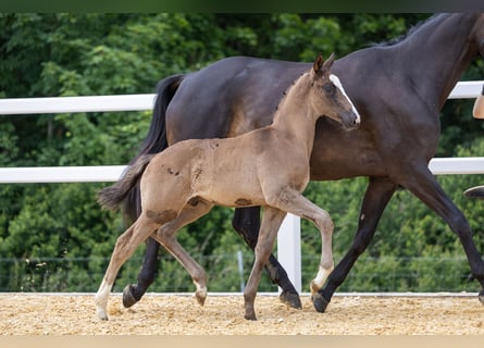 Trakehner, Semental, 1 año, Castaño oscuro