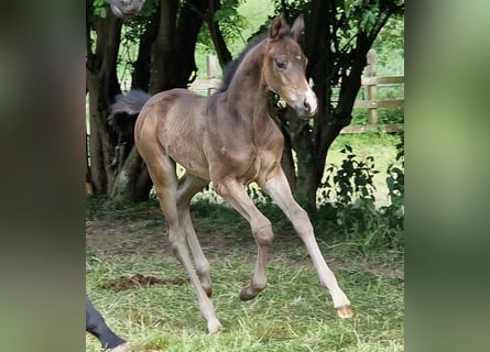 Trakehner, Semental, 1 año, Castaño oscuro