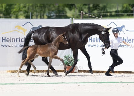 Trakehner, Semental, 1 año, Morcillo
