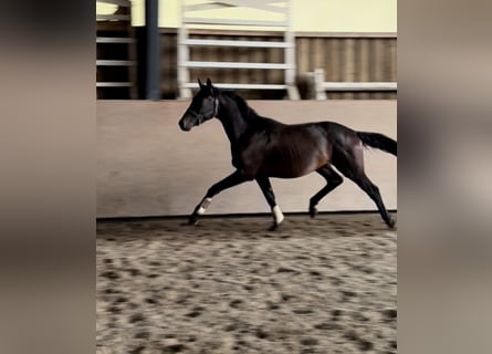 Trakehner, Semental, 2 años, 163 cm, Castaño