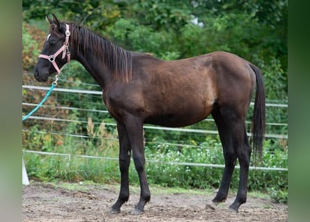 Trakehner, Semental, 2 años, 163 cm, Negro