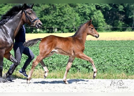 Trakehner, Semental, 2 años, 165 cm, Castaño oscuro