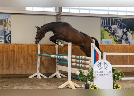 Trakehner, Semental, 2 años, 167 cm, Castaño