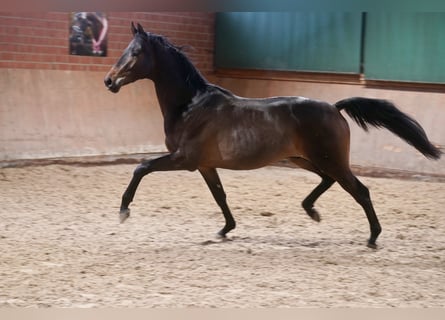 Trakehner, Semental, 2 años, 167 cm, Castaño oscuro