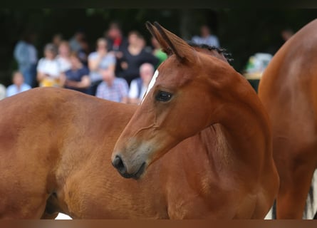 Trakehner, Semental, 2 años, 168 cm, Castaño claro