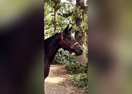 Trakehner, Semental, 2 años, 170 cm, Morcillo