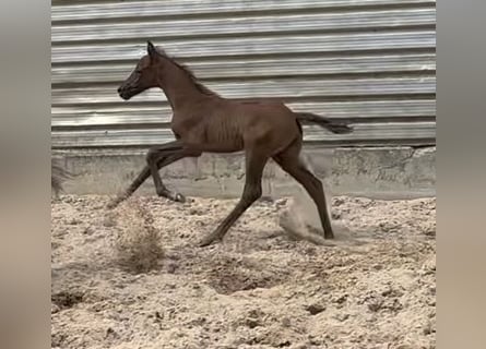Trakehner, Semental, 2 años, 173 cm, Musgo
