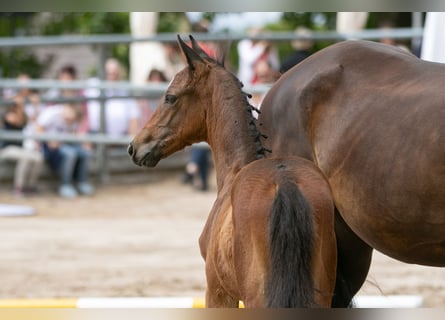 Trakehner, Semental, 2 años, Castaño