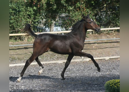 Trakehner, Semental, 2 años, Castaño oscuro