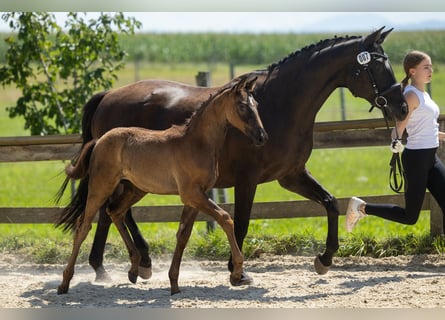 Trakehner, Semental, 2 años, Castaño oscuro