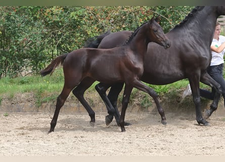 Trakehner, Semental, 2 años, Negro