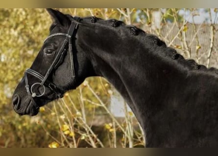 Trakehner, Semental, 3 años, 163 cm, Negro
