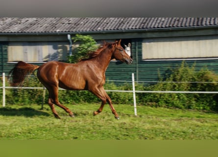 Trakehner, Semental, 3 años, Alazán