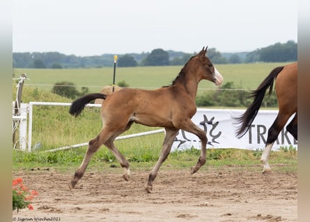 Trakehner, Semental, 3 años, Castaño