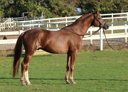 Trakehner, Semental, 5 años, 167 cm, Alazán