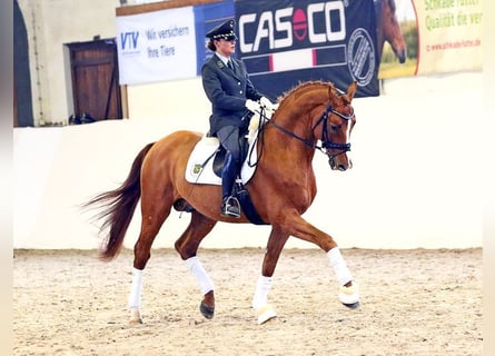 Trakehner, Semental, 16 años, 166 cm, Alazán