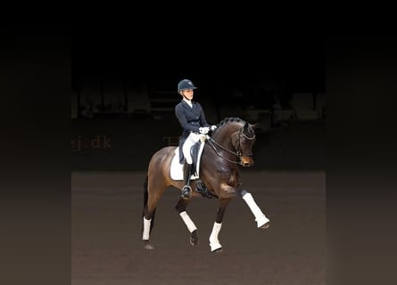 Trakehner, Semental, 7 años, 168 cm, Castaño