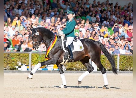 Trakehner, Semental, 13 años, 172 cm, Castaño oscuro