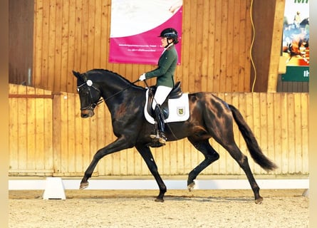 Trakehner, Semental, 5 años, 169 cm, Morcillo
