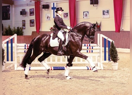 Trakehner, Semental, 15 años, 171 cm, Negro