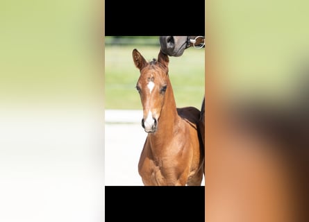 Trakehner, Semental, Potro (04/2026), 165 cm, Castaño