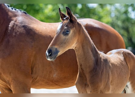 Trakehner, Semental, Potro (05/2024), 168 cm, Castaño oscuro