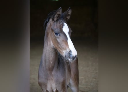 Trakehner, Semental, Potro (05/2024), 168 cm, Castaño oscuro