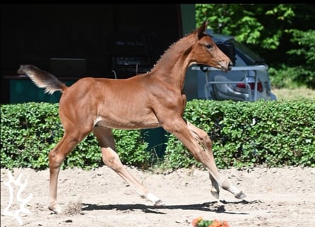 Trakehner, Semental, Potro (04/2024), 170 cm, Castaño