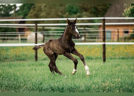 Trakehner, Semental, , 170 cm, Morcillo