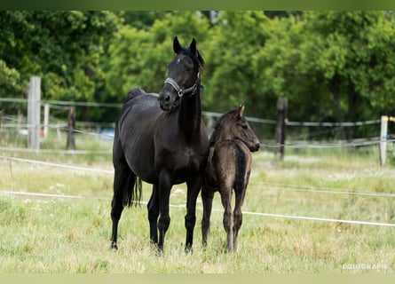 Trakehner, Semental, , 170 cm, Negro