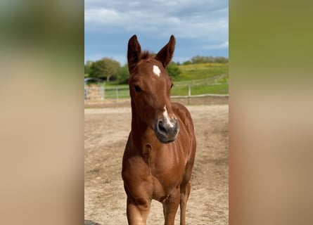 Trakehner, Semental, Potro (04/2026)