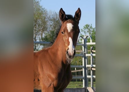 Trakehner, Semental, Potro (04/2025), Castaño