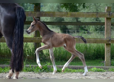 Trakehner, Semental, , Castaño