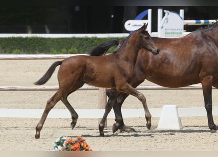 Trakehner, Semental, Potro (04/2026), Castaño