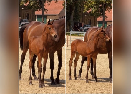 Trakehner, Semental, Potro (03/2026), Castaño