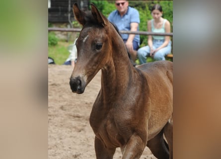 Trakehner, Semental, Potro (04/2023), Castaño oscuro