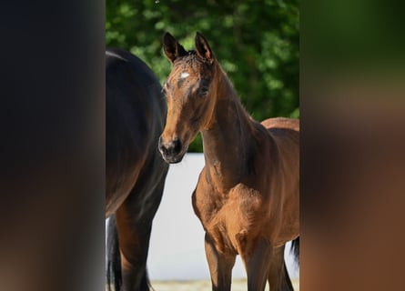 Trakehner, Semental, Potro (03/2026), Castaño oscuro