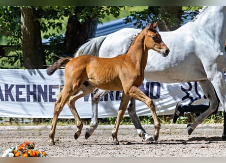 Trakehner, Semental, Potro (06/2026), Musgo