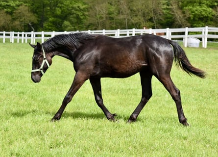 Trakehner, Stallion, 1 year, 16.1 hh, Smoky-Black