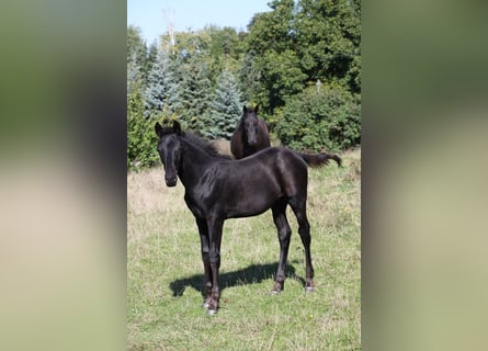 Trakehner, Stallion, 1 year, 16.1 hh, Smoky-Black
