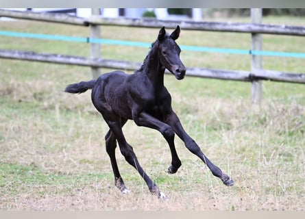 Trakehner, Stallion, 1 year, 16.2 hh, Black