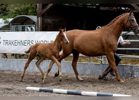 Trakehner, Stallion, 1 year, 16.2 hh, Chestnut-Red