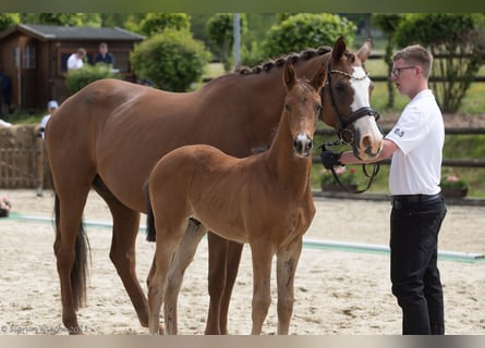 Trakehner, Stallion, 1 year, 16 hh, Brown