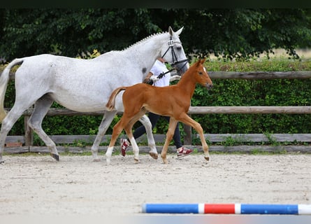 Trakehner, Stallion, 1 year, 16,1 hh, Chestnut-Red