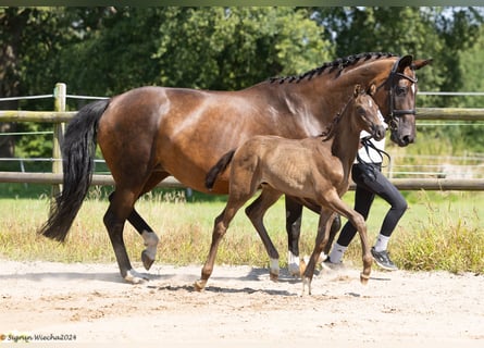 Trakehner, Stallion, 1 year, 16,1 hh, Smoky-Black
