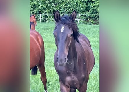Trakehner, Stallion, 1 year, 16,1 hh, Smoky-Black