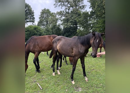 Trakehner, Stallion, 1 year, 16,1 hh, Smoky-Black