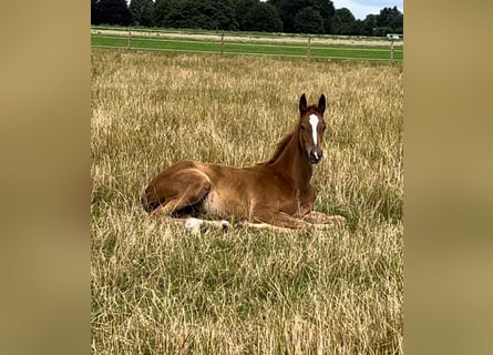 Trakehner, Stallion, 1 year, 17,1 hh, Chestnut-Red