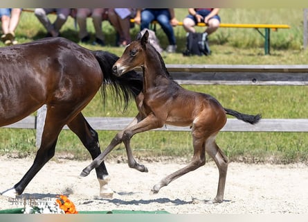 Trakehner, Stallion, 1 year, Brown