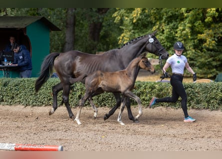 Trakehner, Stallion, 1 year, Brown